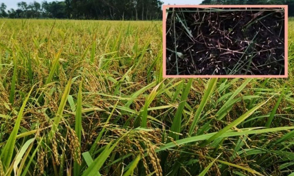 মতলবে শিলাবৃষ্টিতে ৪৪৫ হেক্টর ফসল ক্ষতিগ্রস্ত